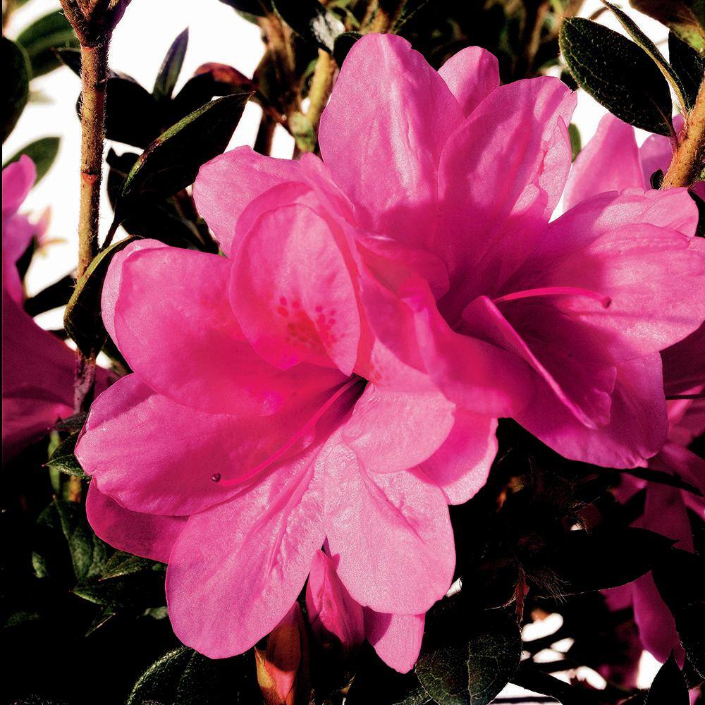 ENCORE AZALEA 1 Gal. Autumn Empress Azalea Shrub with Semi-Double Pink Flowers 10355