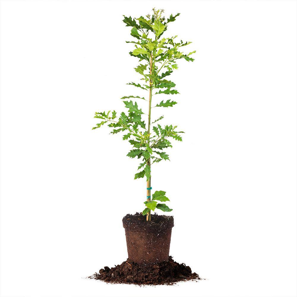 Perfect Plants Shumard Oak Tree 1-2 ft. in a Grower's Pot Perfect for Attracting Deer THD10040