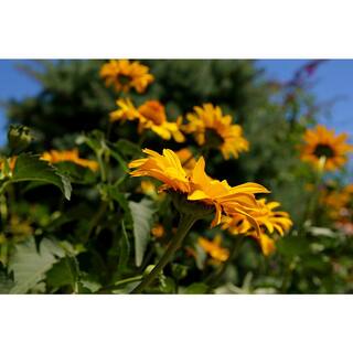 BELL NURSERY 2.5 Qt. 'Goldsturm' Black-Eyed Susan (Rudbeckia) Live Potted Perennial Plant with Golden Yellow Flowers (1-Pack) BESUS1YLW1PK