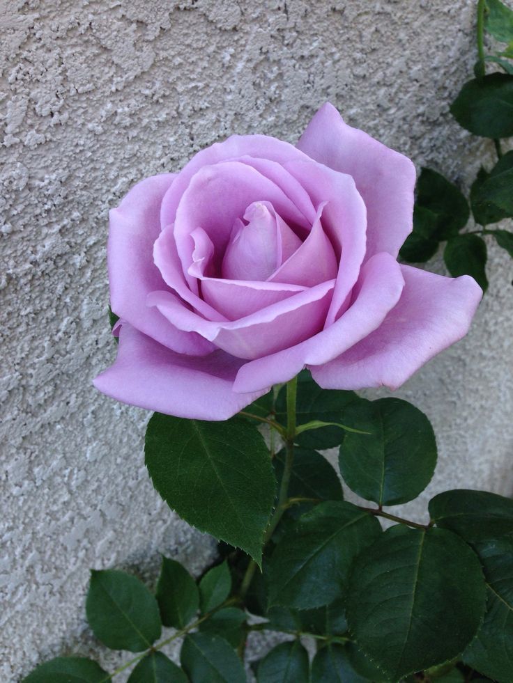 Blue Girl Hybrid Tea Rose