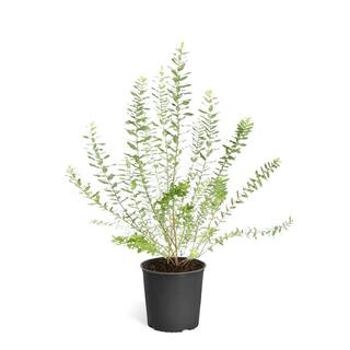 Brighter Blooms 2 Gal. Flowering Tri-Color Willow Shrub with White Blooms WIL-TRI2