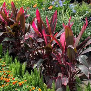 OnlinePlantCenter 3 Gal. Red Sister Hawaiian Ti Cordyline Plant With Red Foliage CORD8211G3