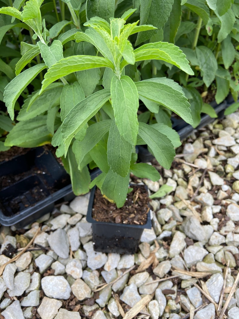 3 Stevia Plants， in 4 inch Pots-- Heat and Cold sensitive. Be mindful of your temps when ordering.