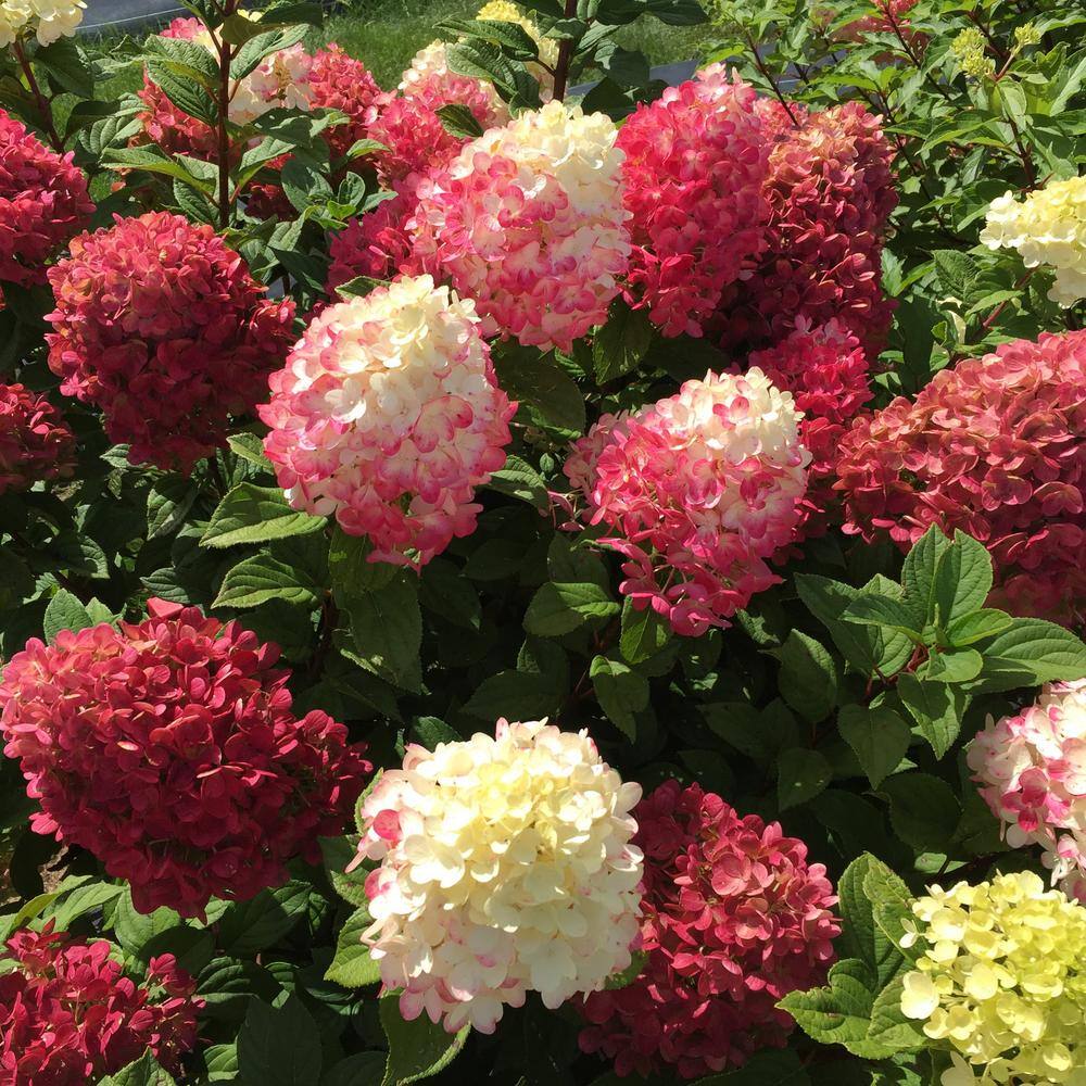 PROVEN WINNERS 3 Gal. Little Lime Punch Hydrangea (Paniculata) Live Shrub Lime Green to White to Rich Red Flowers 11925
