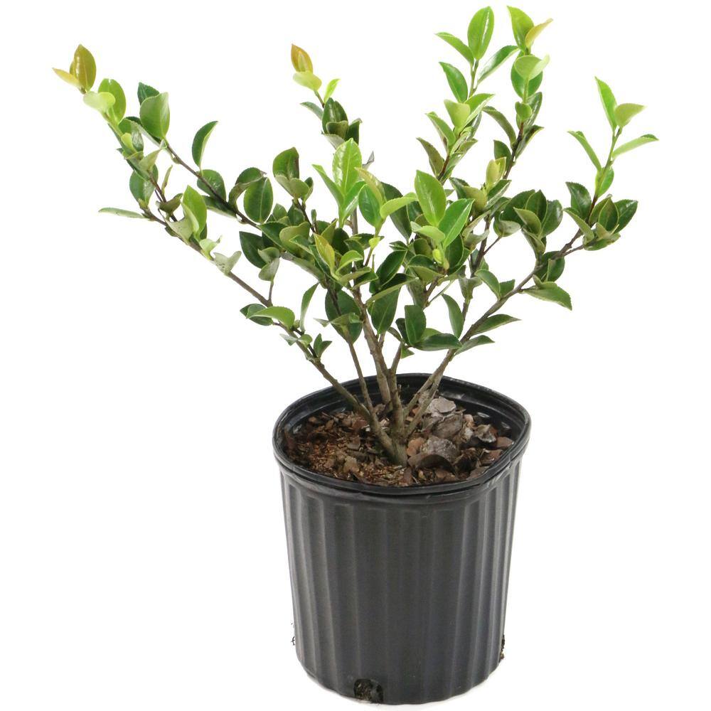 national PLANT NETWORK 3 gal. Camellia Mine No Yuki Shrub with White Flowers HD1656