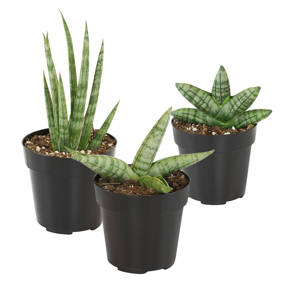 ALTMAN PLANTS Mini-Sansevieria Assortment in 2.5 in. Grow Pot (3-Pack) 0880086