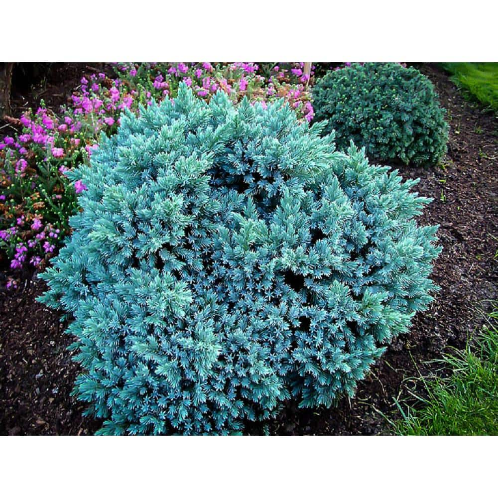 BELL NURSERY 1 Gal. Blue Star Juniper Live Evergreen shrub (1-Pack) JUNIP1BLU1PK