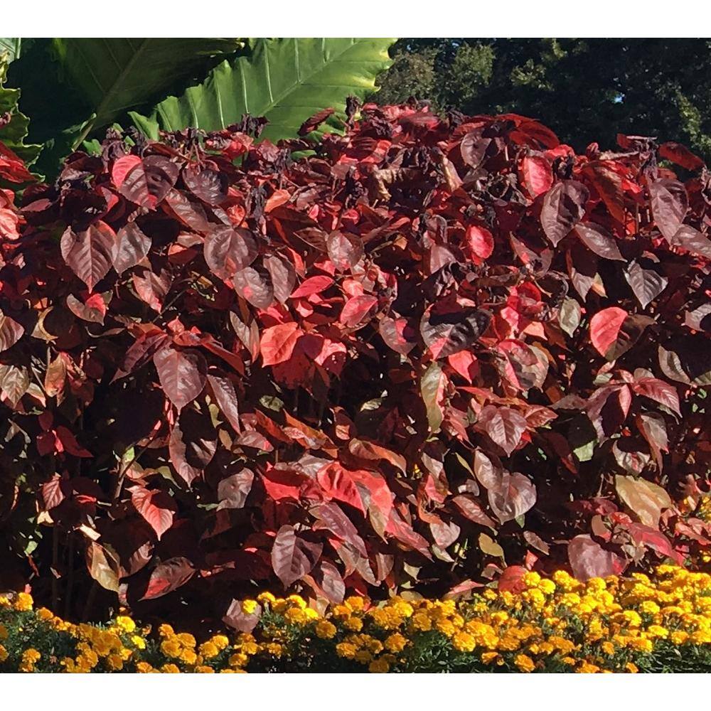 OnlinePlantCenter 3 Gal. Red Copper Plant Non Flowering Shrub ACAL101G3