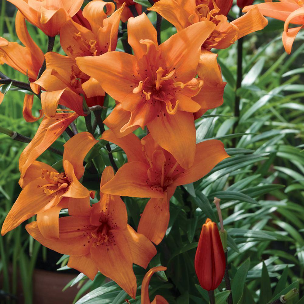 Vigoro 1.5 PT Lily 'Tiny Double You' Orange Perennial Plant 1007426994