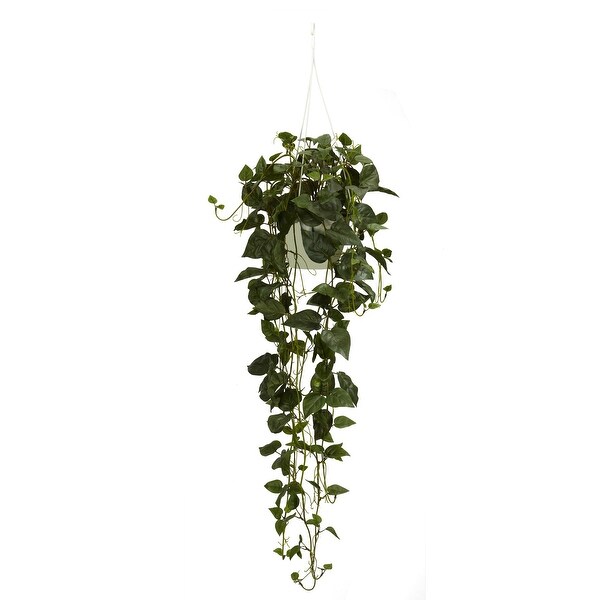 44 Philodendron Hanging Basket