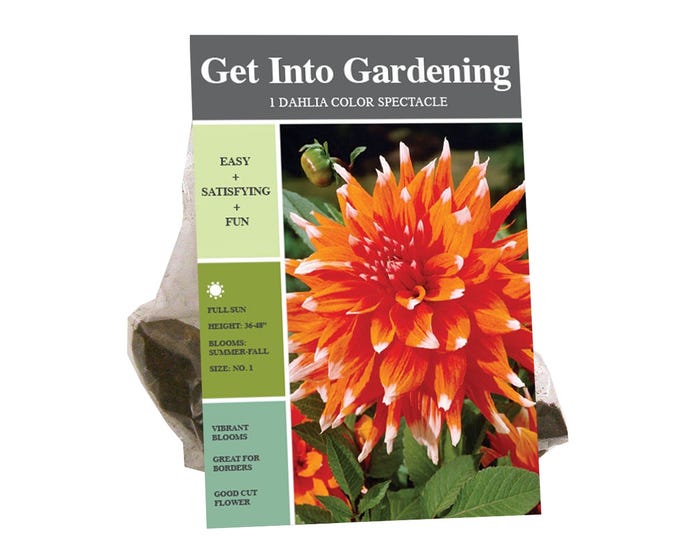 Van Zyverden Inc. Dahlia Cactus Color Spectacle 09233