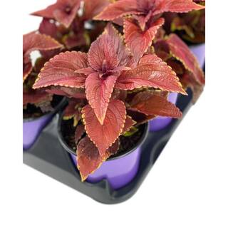 Pure Beauty Farms 1.38 Pt. Coleus Plant Oxblood Red in 4.5 In. Grower's Pot (4-Plants) DC45COLOXBLOOD4