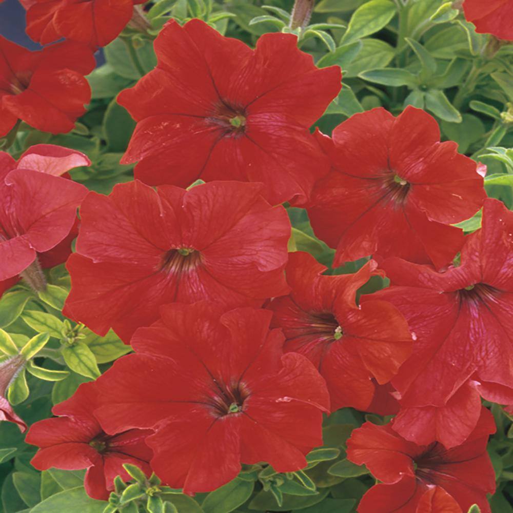 10 in. Red Petunia Plant (12-Pack) 10290