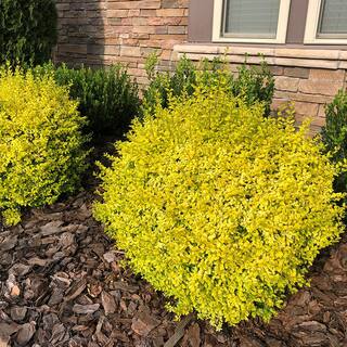 SOUTHERN LIVING 2 Gal. Sunshine Ligustrum Privet Shrub with Golden-Yellow Foliage 14434