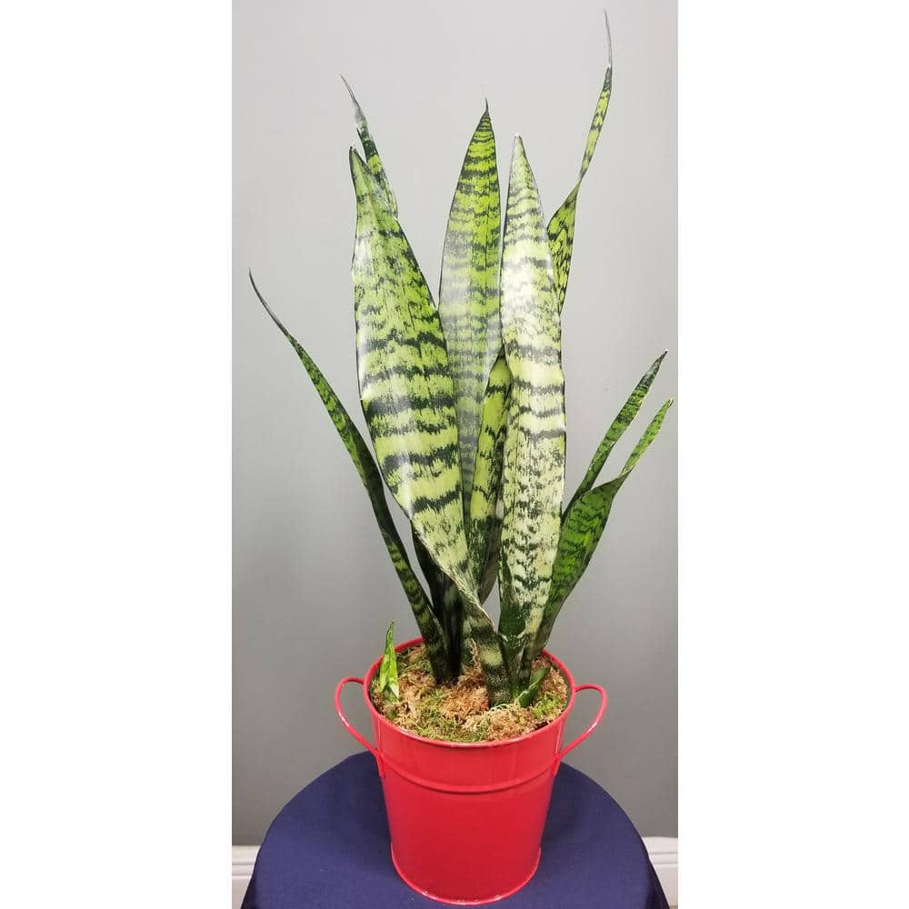 Sansevieria Snake Plant (Black Coral) in 6 in. Growers Pot SanBlk006