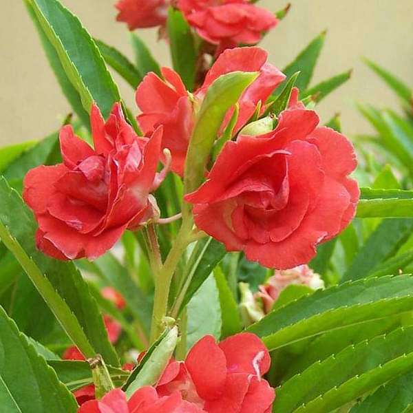 Balsam Rose, Balsam Gulab - Desi Flower Seeds