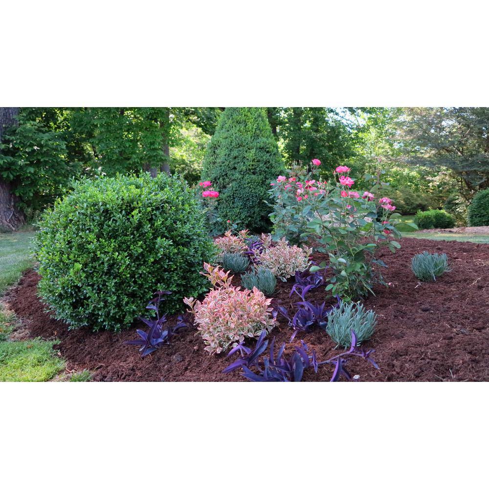 NewGen 3 Gal. Independence Boxwood (Buxus) Live Plant Easy Care Evergreen Deer Resistant Shrub with Deep Green Foliage 10435