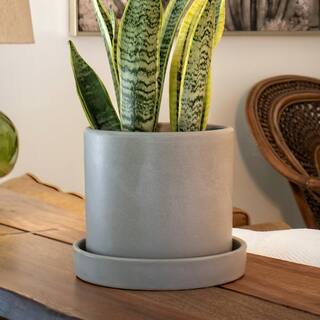 national PLANT NETWORK 6 in. Sanseveria Laurentii Snake Plant in 7 in. Semi Matte Cream Hyde Container HD4701