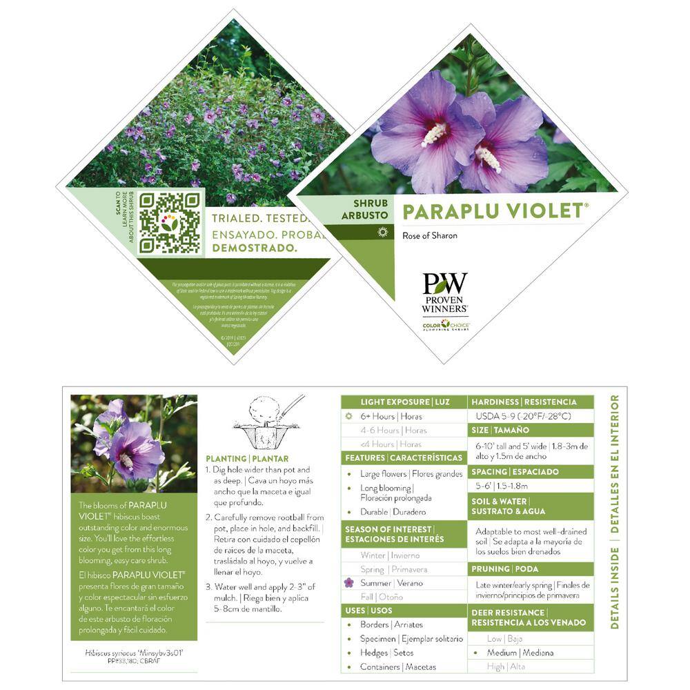 PROVEN WINNERS 2 Gal. Paraplu Violet Rose of Sharon (Hibiscus) Shrub with Blue-Violet Flowers 16613