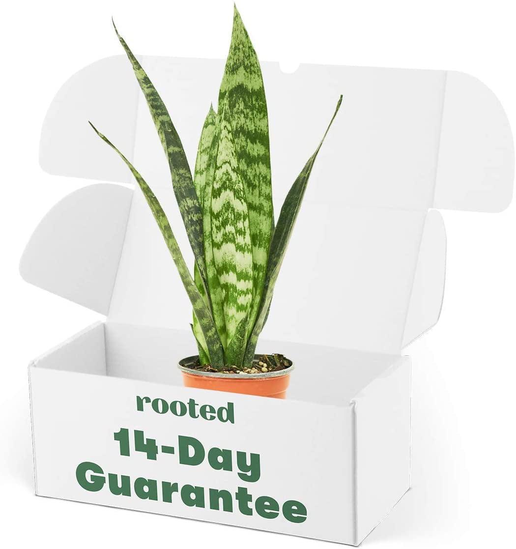 Snake Plant - Sansevieria Zeylanica Live Green Plant in 4