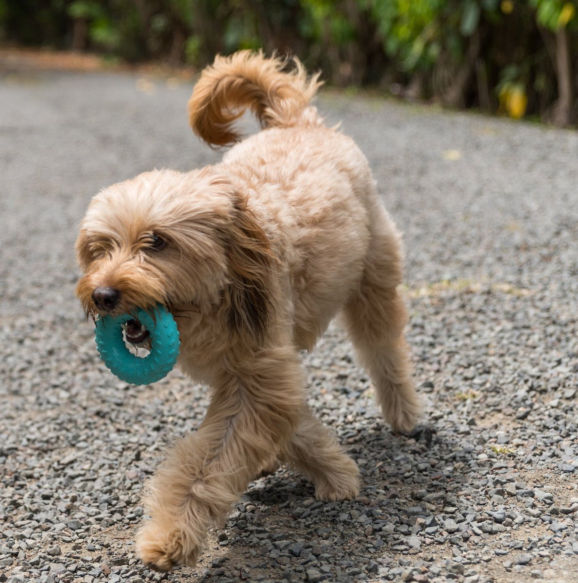 Playology Scented Dual Layer Ring Dog Toy