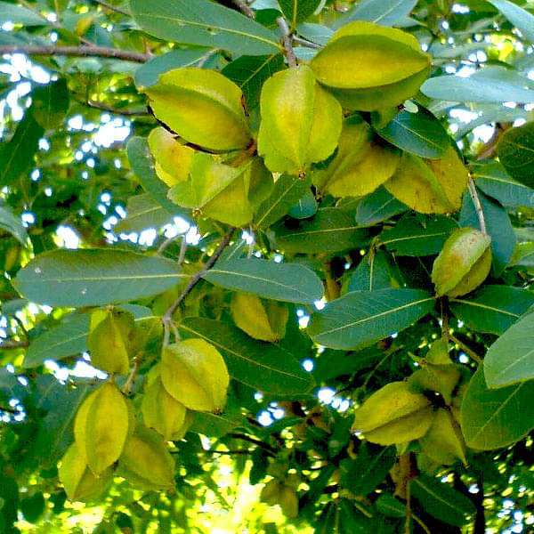 Arjun, Tree of Swati Nakshatra, Libra or Tula Rashi - Plant