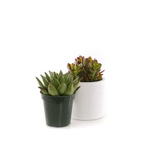 4 in. Assorted Succulent Set in White Dot Pot (2-Pack) SUCCLYAS39CMSWD