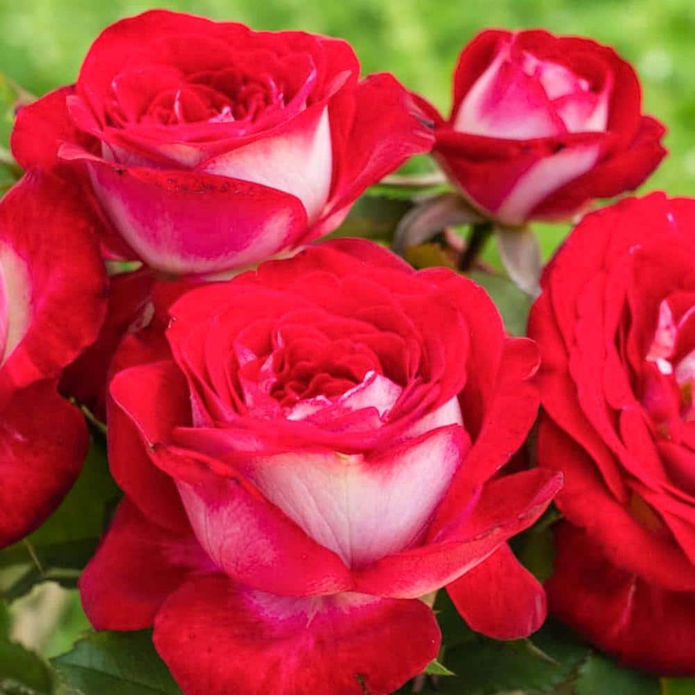 Spring Hill Nurseries Love at First Sight Hybrid Tea Rose Dormant Bare Root Plant with Red Color Flowers (1-Pack) 84480