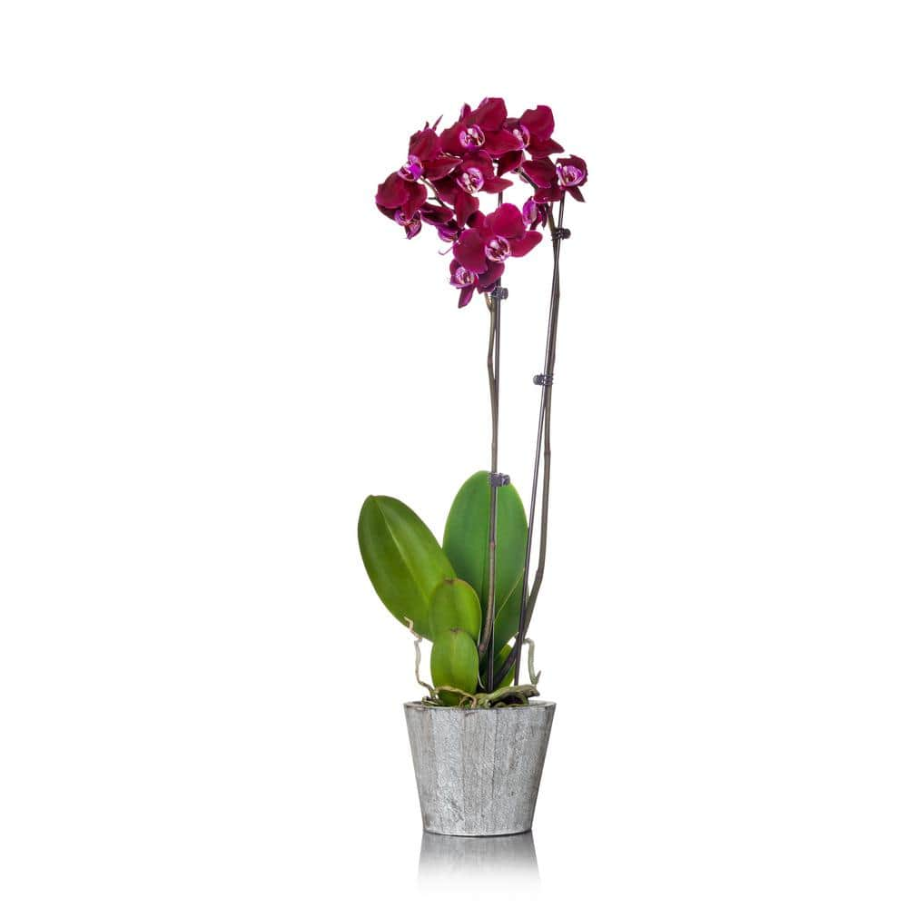 Just Add Ice Purple 5 in. Orchid Plant in Wood Pot (2-Stems) 270780