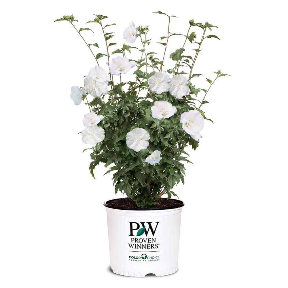 PROVEN WINNERS 2 Gal. White Pillar Rose of Sharon (Hibiscus) Plant with White Flowers 14761