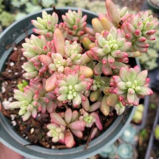 Cesicia Sedum Rubrotinctum Jelly Bean Spreading Plant (3-Pack) MMPlant14