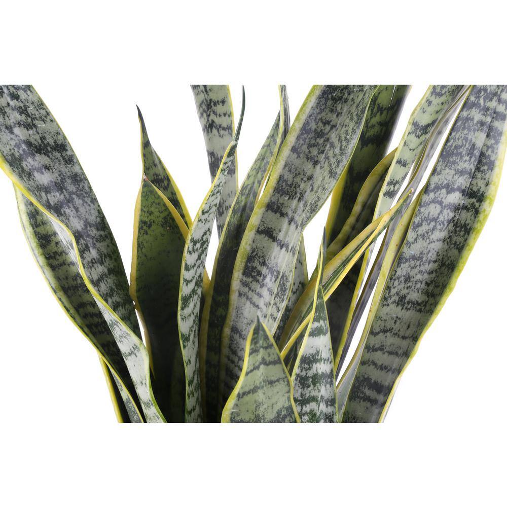 Costa Farms Grower's Choice Sansevieria Indoor Snake Plant in 10 in. White Décor Pot Avg. Shipping Height 1-2 ft. Tall 10SANSLCREAMMOD