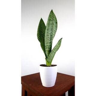 Wekiva Foliage Robusta Snake Plant - Live Plant in a 4 in. Pot - Sansevieria Superba - Beautiful and Elegant Easy Care Houseplants RobustaSnakePlant4