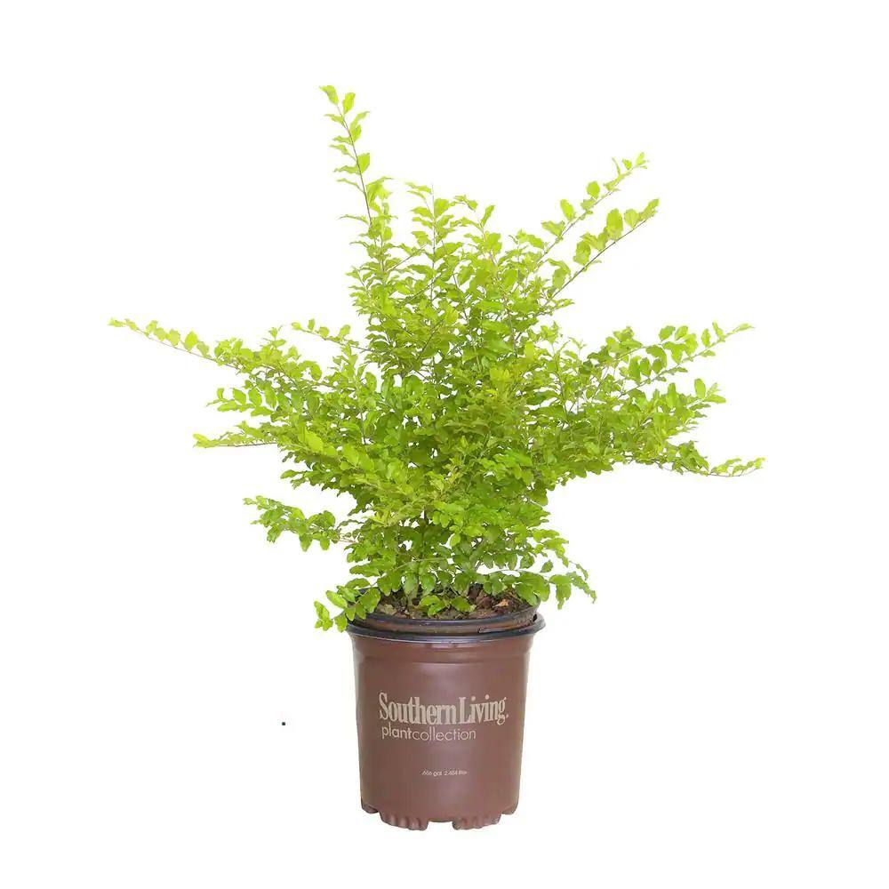 SOUTHERN LIVING 2.5 Qt. Sunshine Ligustrum Evergreen Shrub Bright Golden-Yellow Foliage 3953Q