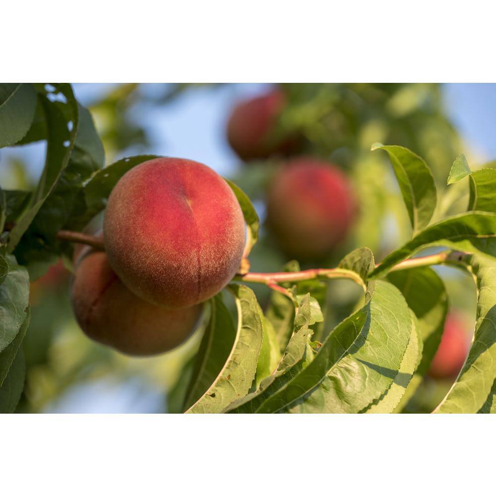 Online Orchards White Gold Peach Tree Bare Root FTPE003