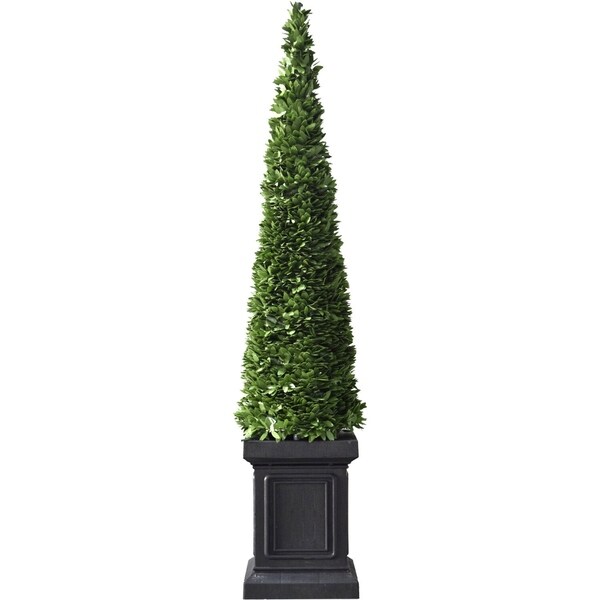 Fraser Hill Farm Set of Two 40 Boxwood Topiary Cones