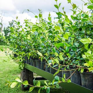 White Flowering Confederate Jasmine Shrub in 3 Gal. Grower's Pot THD00019