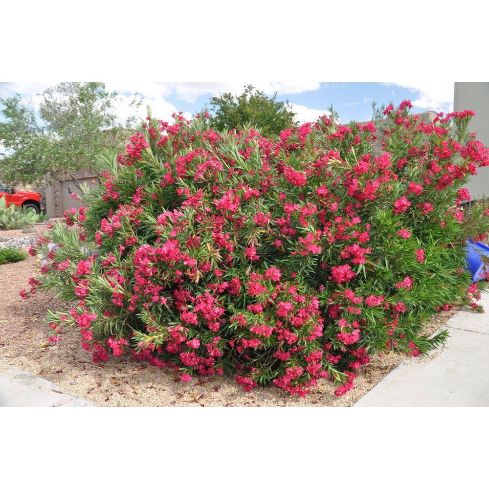 PROVEN WINNERS 4.5 in. Quart Austin Pretty Limits Oleander (Nerium) Live Plant Pink Flowers NERPRC1007800