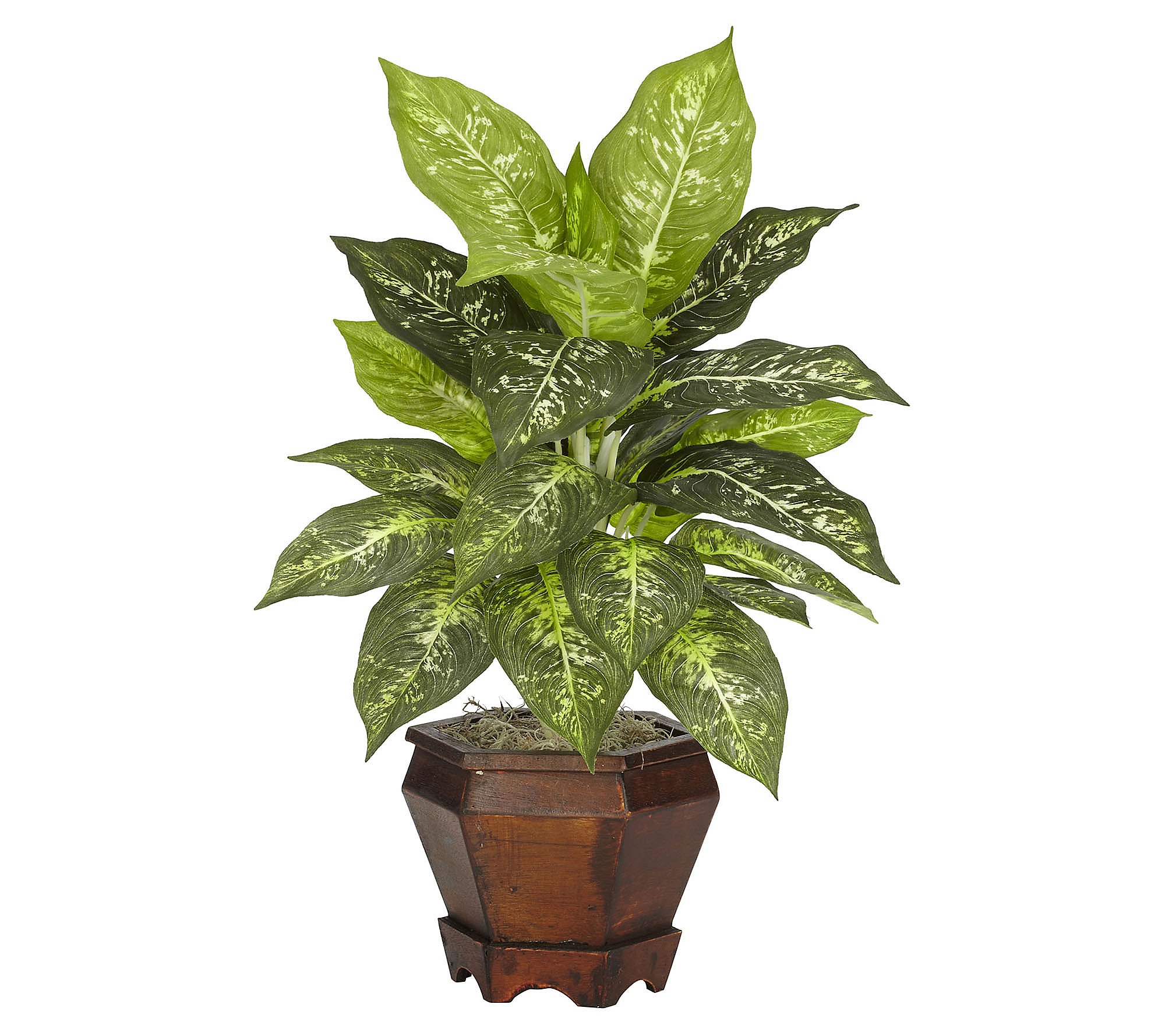 Dieffenbachia Plant in Vase Set of 2 by Nearly Natural