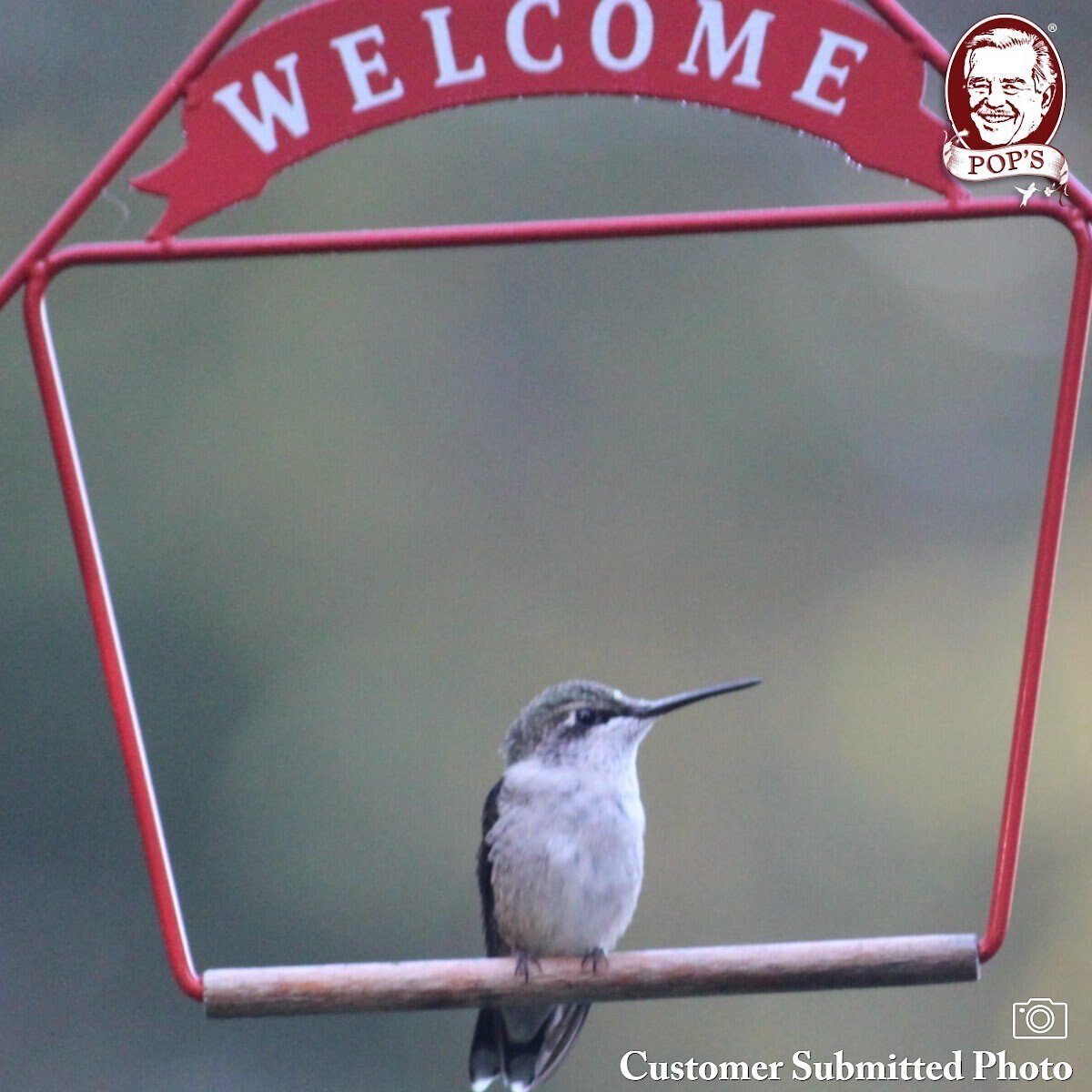 Pop's Birding Company The Original Hummingbird Swing Welcome Bird Swing