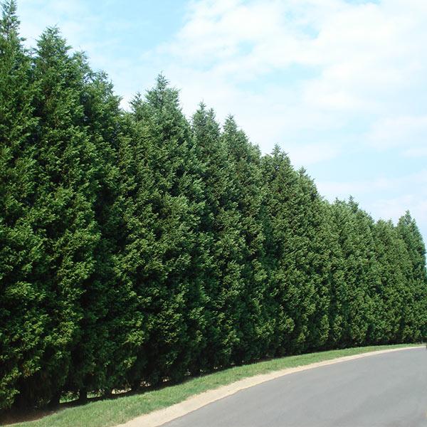 Leyland Cypress Tree