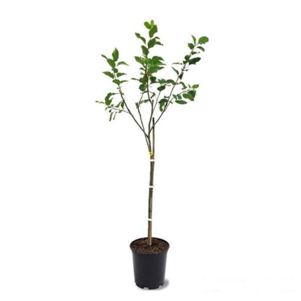 Online Orchards 3 ft. Comice Pear Tree with Self Fertile Red Blushed Fruit Used for High End Culinary FTPR202