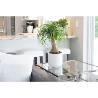 Vigoro Ponytail Palm Indoor Plant in 6 in. White Ribbed Plastic Decor Planter Avg. Shipping Height 1-2 ft. Tall (2-Pack) CO.PONY.3.VI.WH