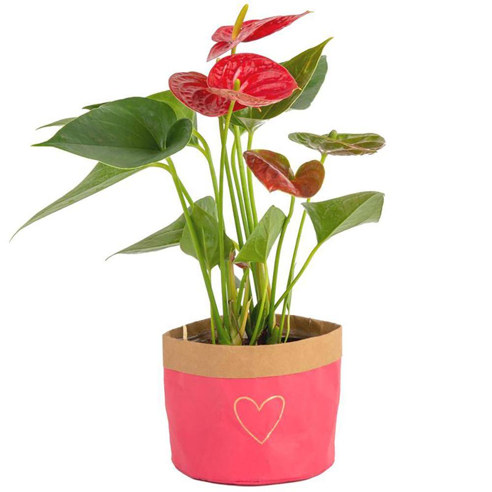 Costa Farms Anthurium Indoor Plant in 4 in. Heart Washable Pot Avg. Shipping Height 1-2 ft. Tall CO.AAD04.WHT