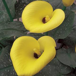 METROLINA GREENHOUSES 2.5 Qt. Captain Solo Yellow Calla Lily Plant 78838