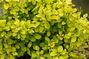 Golden Barberry