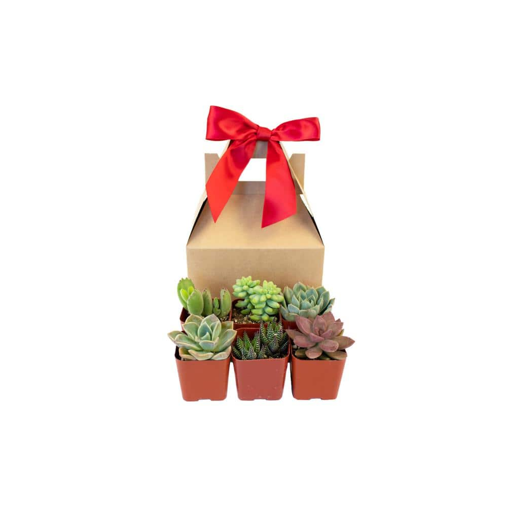 Shop Succulents Unique Live Succulents in Gift Box Hand Selected Variety Mix (6-Pack) 6-RED-GIFT-UNQ-2