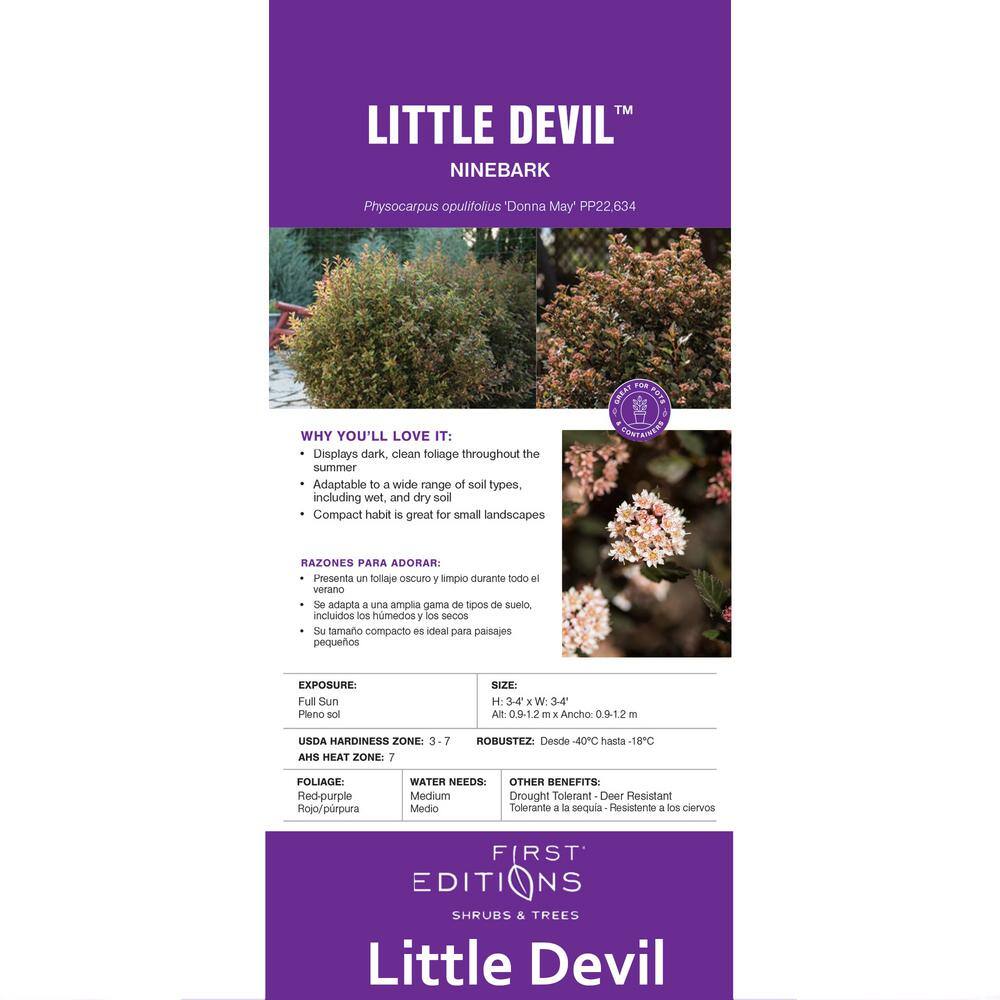FIRST EDITIONS 2 Gal. Little Devil Ninebark Shrub with Dark Foliage O99082F