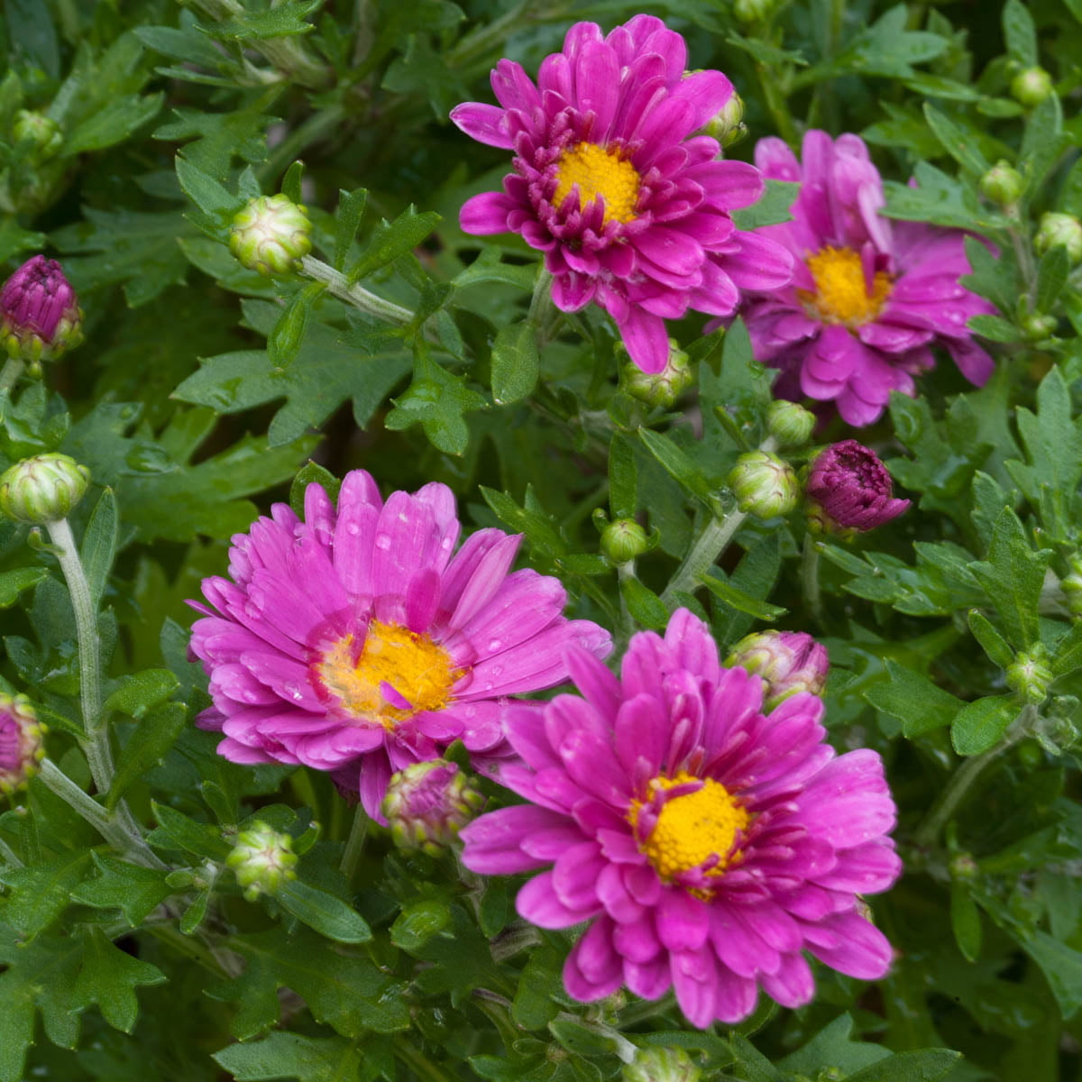 Lavender Daisy Mammoth Mum (Chrysanthemum)， Dormant Bare Root Starter Perennial Plant (1-Pack)