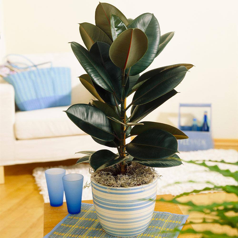 Brighter Blooms 3 Gal. Rubber Plant Ficus Elastica Plant in Pot FIC-RBG3